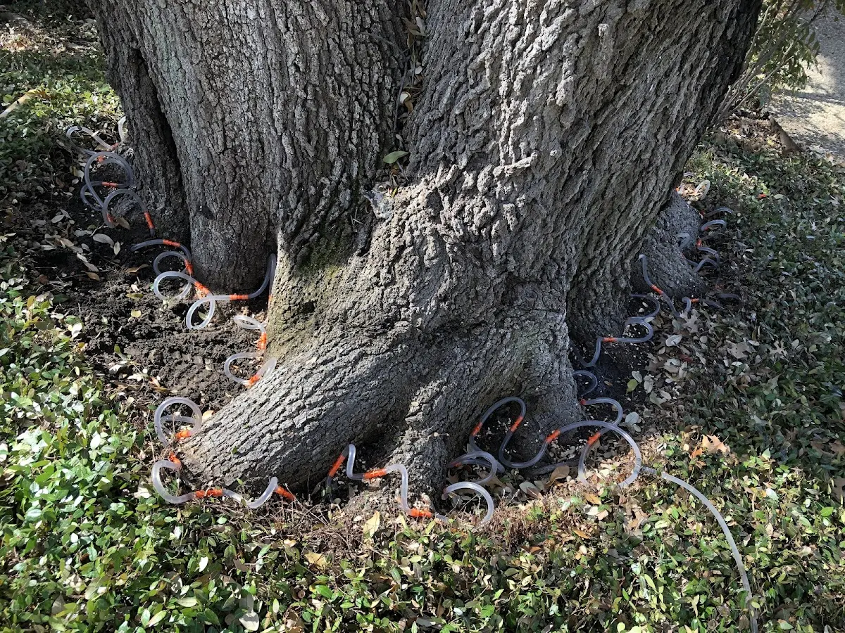 Detailed Tree Cabling and Bracing job site in Lewiston