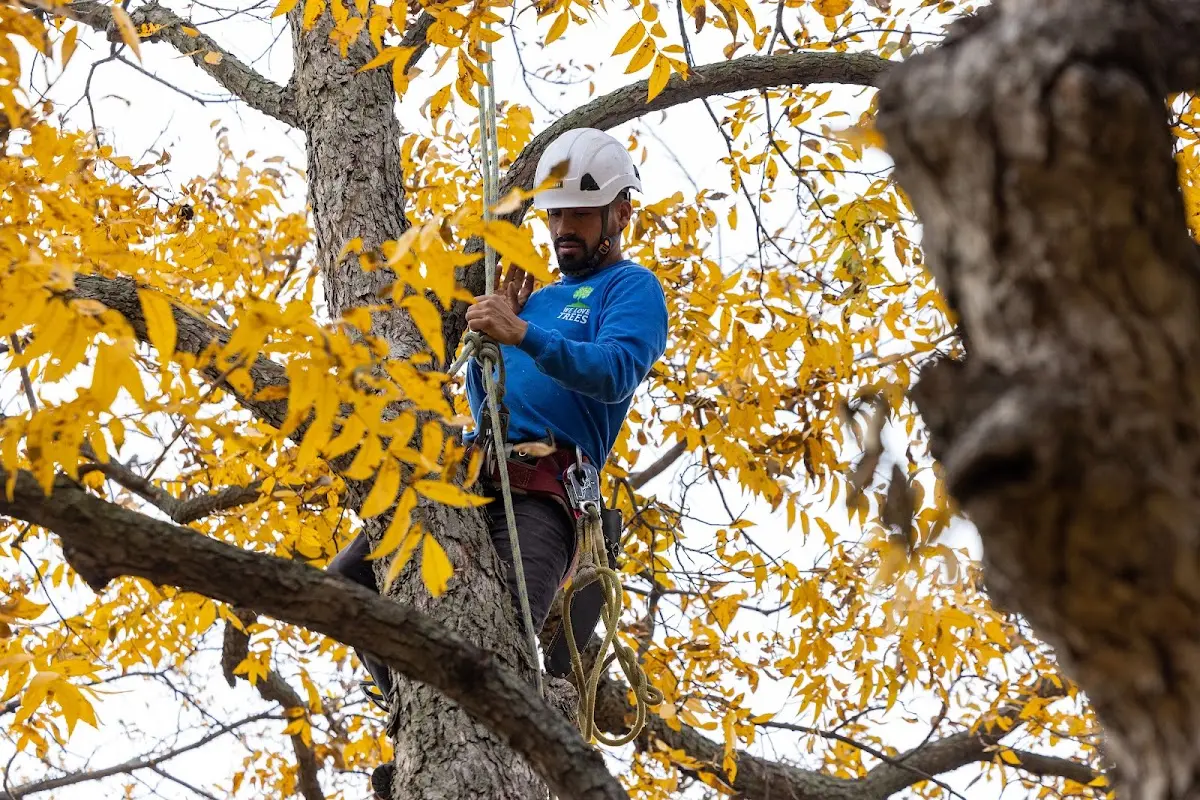 Skilled Tree Pruning crew working in Lewiston